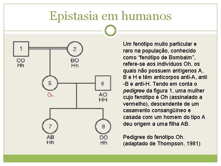 Epistasia em humanos Um fenótipo muito particular e raro na população, conhecido como “fenótipo