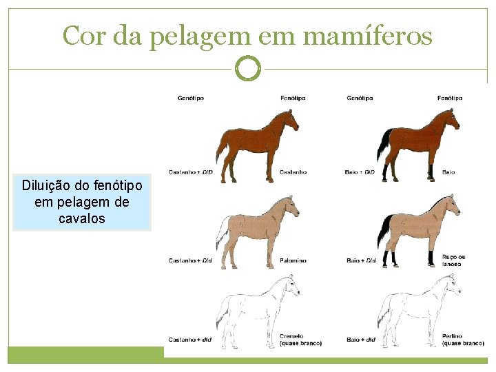 Cor da pelagem em mamíferos Diluição do fenótipo em pelagem de cavalos 