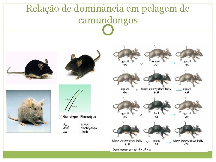 Relação de dominância em pelagem de camundongos 