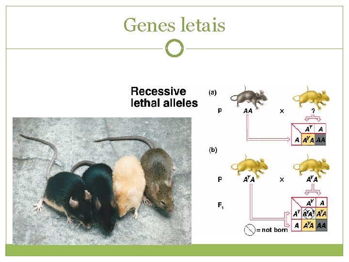 Genes letais 