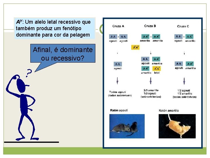 AY: Um alelo letal recessivo que também produz um fenótipo dominante para cor da