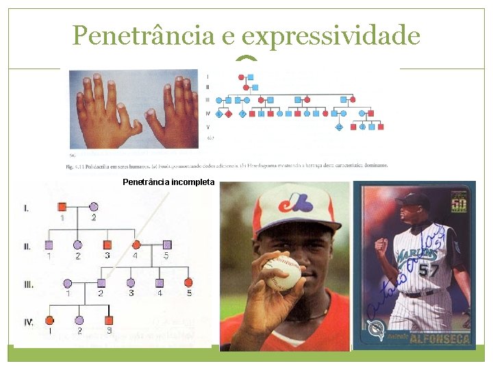 Penetrância e expressividade Penetrância incompleta 