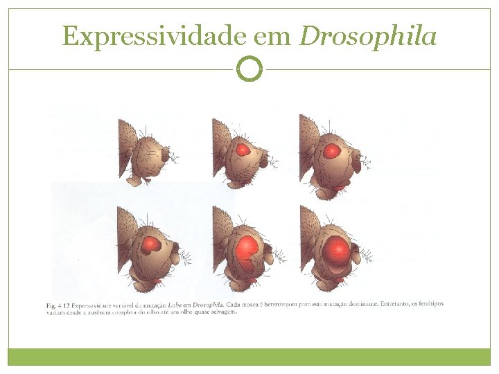 Expressividade em Drosophila 