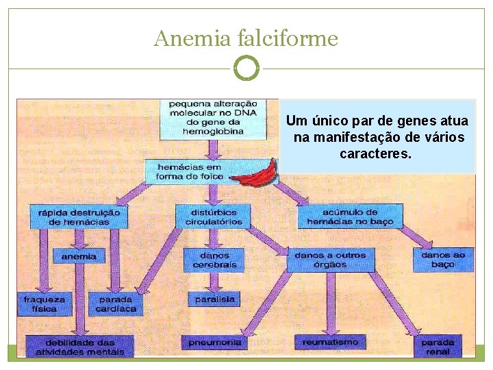 Anemia falciforme Um único par de genes atua na manifestação de vários caracteres. 