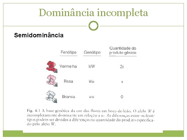 Dominância incompleta Semidominância 