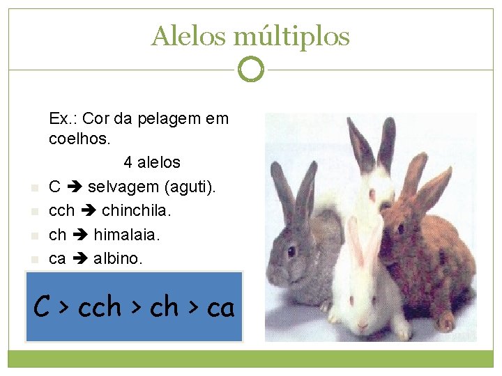 Alelos múltiplos n n Ex. : Cor da pelagem em coelhos. 4 alelos C