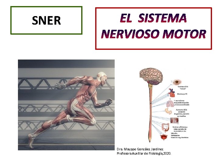 SNER EL SISTEMA NERVIOSO MOTOR Dra. Mayppe González Jardinez Profesora Auxiliar de Fisiología, 2020. SNER EL SISTEMA NERVIOSO MOTOR Dra. Mayppe González Jardinez Profesora Auxiliar de Fisiología, 2020.