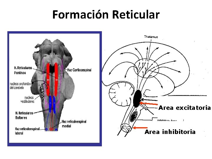 Formación Reticular Area excitatoria Area inhibitoria Formación Reticular Area excitatoria Area inhibitoria