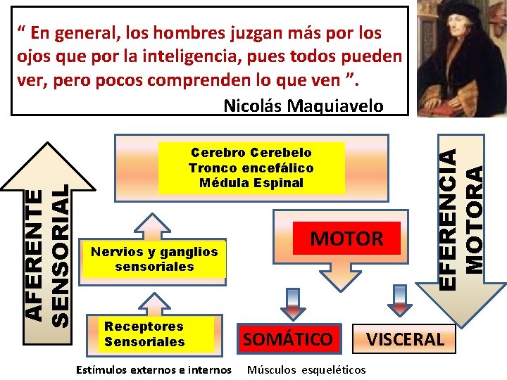 Cerebro Cerebelo Tronco encefálico Médula Espinal Nervios y ganglios sensoriales Receptores Sensoriales Estímulos externos Cerebro Cerebelo Tronco encefálico Médula Espinal Nervios y ganglios sensoriales Receptores Sensoriales Estímulos externos