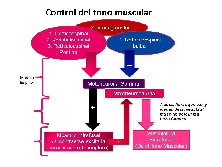 Control del tono muscular Control del tono muscular