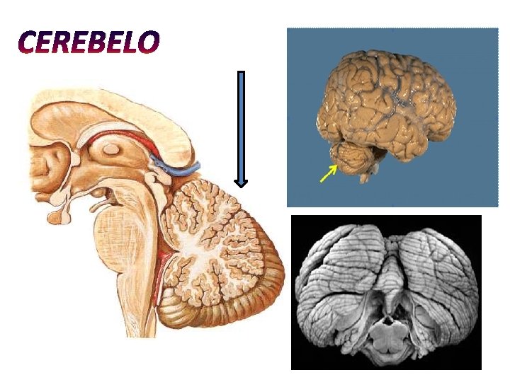 CEREBELO CEREBELO