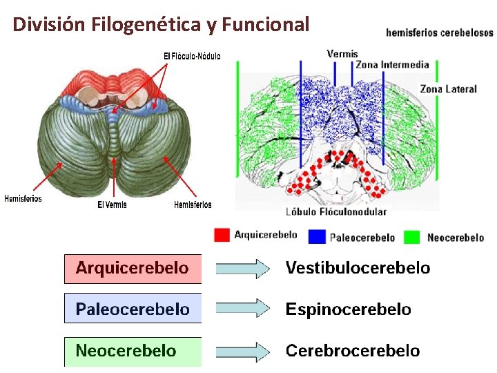 División Filogenética y Funcional División Filogenética y Funcional