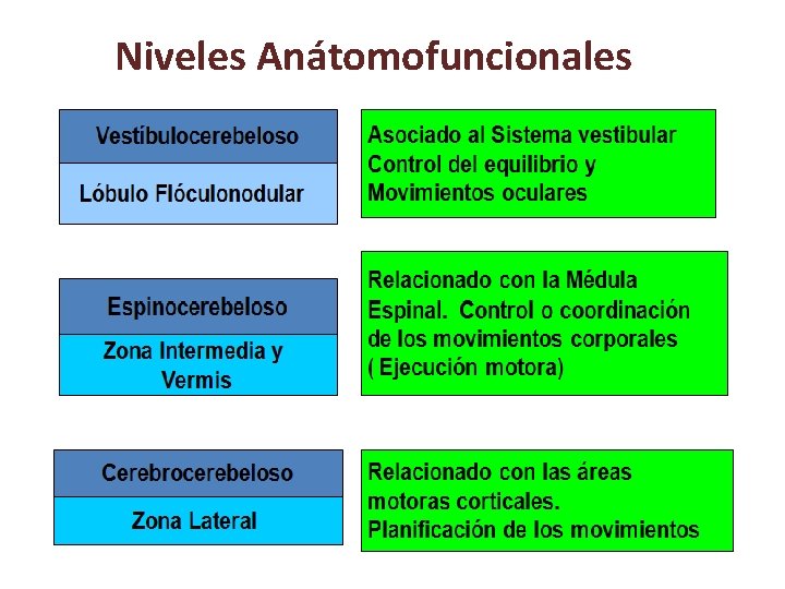 Niveles Anátomofuncionales Niveles Anátomofuncionales