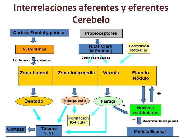 Interrelaciones aferentes y eferentes Cerebelo Interrelaciones aferentes y eferentes Cerebelo