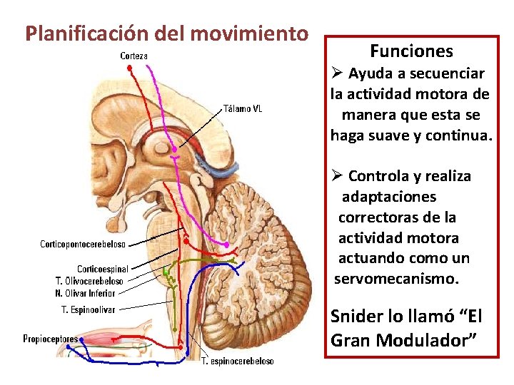 Planificación del movimiento Funciones Ø Ayuda a secuenciar la actividad motora de manera que Planificación del movimiento Funciones Ø Ayuda a secuenciar la actividad motora de manera que