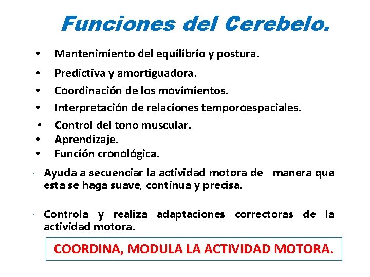 Funciones del Cerebelo. • Mantenimiento del equilibrio y postura. • • • Predictiva y Funciones del Cerebelo. • Mantenimiento del equilibrio y postura. • • • Predictiva y