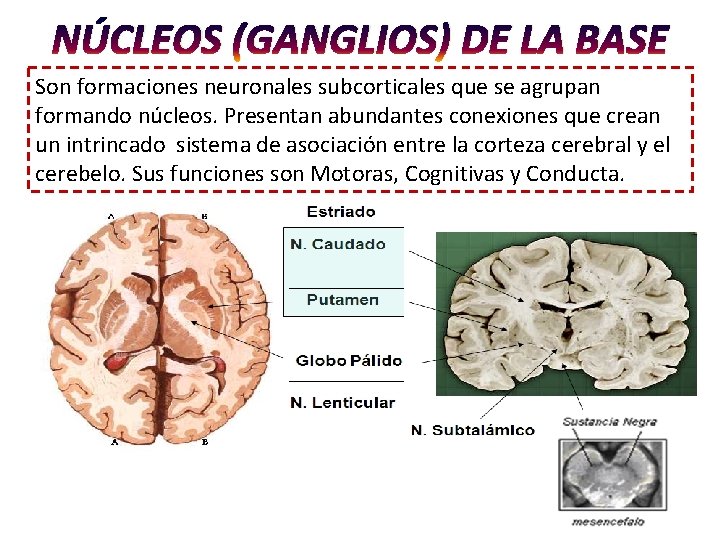 NÚCLEOS (GANGLIOS) DE LA BASE Son formaciones neuronales subcorticales que se agrupan formando núcleos. NÚCLEOS (GANGLIOS) DE LA BASE Son formaciones neuronales subcorticales que se agrupan formando núcleos.