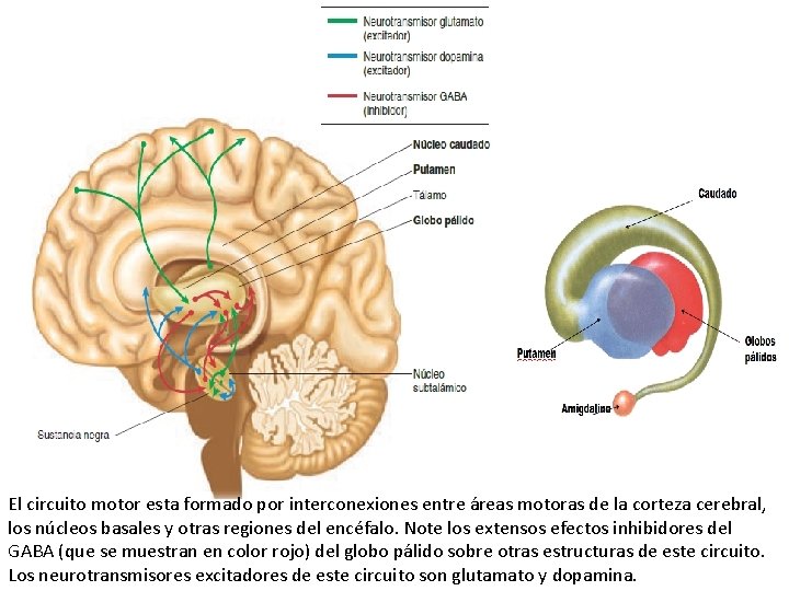 El circuito motor esta formado por interconexiones entre áreas motoras de la corteza cerebral, El circuito motor esta formado por interconexiones entre áreas motoras de la corteza cerebral,