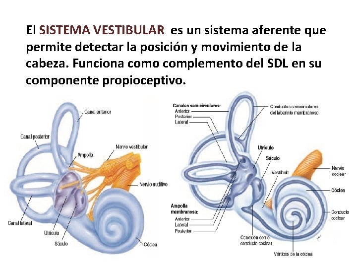 El SISTEMA VESTIBULAR es un sistema aferente que permite detectar la posición y movimiento El SISTEMA VESTIBULAR es un sistema aferente que permite detectar la posición y movimiento