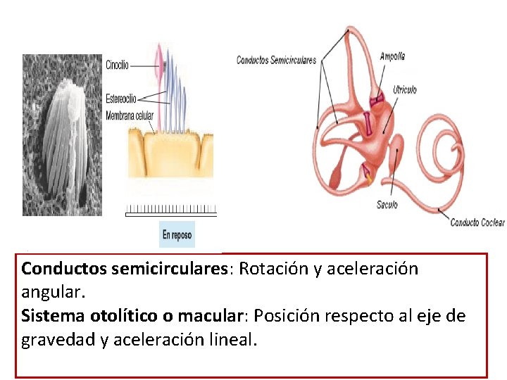 Conductos semicirculares: Rotación y aceleración angular. Sistema otolítico o macular: Posición respecto al eje Conductos semicirculares: Rotación y aceleración angular. Sistema otolítico o macular: Posición respecto al eje
