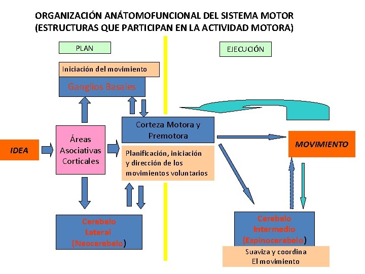 ORGANIZACIÓN ANÁTOMOFUNCIONAL DEL SISTEMA MOTOR (ESTRUCTURAS QUE PARTICIPAN EN LA ACTIVIDAD MOTORA) PLAN EJECUCIÓN ORGANIZACIÓN ANÁTOMOFUNCIONAL DEL SISTEMA MOTOR (ESTRUCTURAS QUE PARTICIPAN EN LA ACTIVIDAD MOTORA) PLAN EJECUCIÓN