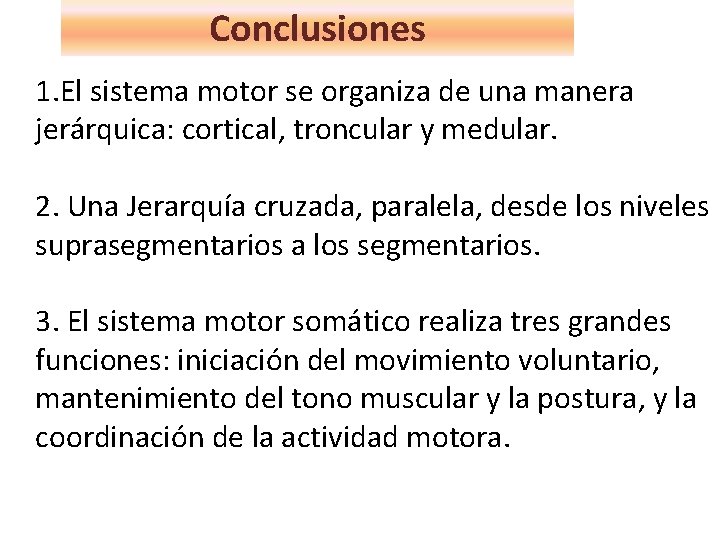 Conclusiones 1. El sistema motor se organiza de una manera jerárquica: cortical, troncular y Conclusiones 1. El sistema motor se organiza de una manera jerárquica: cortical, troncular y