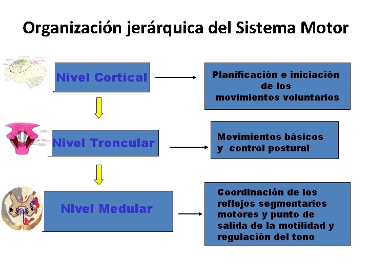 Organización jerárquica del Sistema Motor Nivel Cortical Nivel Troncular Nivel Medular Planificación e iniciación Organización jerárquica del Sistema Motor Nivel Cortical Nivel Troncular Nivel Medular Planificación e iniciación