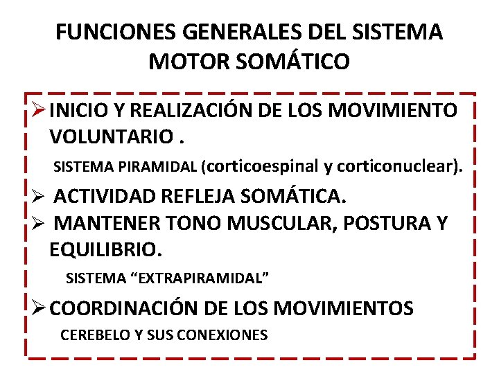 FUNCIONES GENERALES DEL SISTEMA MOTOR SOMÁTICO Ø INICIO Y REALIZACIÓN DE LOS MOVIMIENTO VOLUNTARIO. FUNCIONES GENERALES DEL SISTEMA MOTOR SOMÁTICO Ø INICIO Y REALIZACIÓN DE LOS MOVIMIENTO VOLUNTARIO.