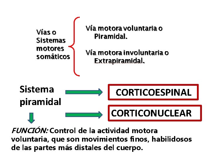 Sistema piramidal CORTICOESPINAL CORTICONUCLEAR FUNCIÓN: Control de la actividad motora voluntaria, que son movimientos Sistema piramidal CORTICOESPINAL CORTICONUCLEAR FUNCIÓN: Control de la actividad motora voluntaria, que son movimientos