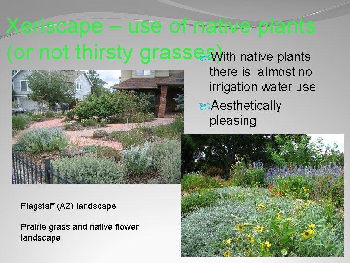 Xeriscape – use of native plants (or not thirsty grasses) With native plants there