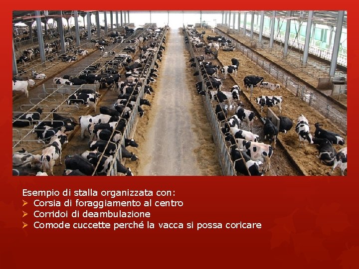 Esempio di stalla organizzata con: Ø Corsia di foraggiamento al centro Ø Corridoi di Esempio di stalla organizzata con: Ø Corsia di foraggiamento al centro Ø Corridoi di