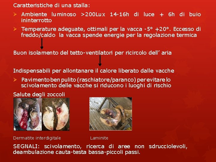 Caratteristiche di una stalla: Ø Ambiente luminoso >200 Lux 14 -16 h di luce Caratteristiche di una stalla: Ø Ambiente luminoso >200 Lux 14 -16 h di luce