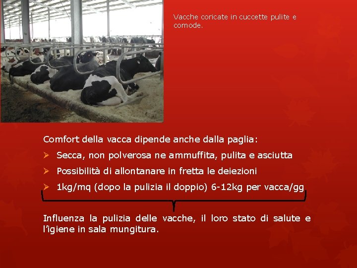 Vacche coricate in cuccette pulite e comode. Comfort della vacca dipende anche dalla paglia: Vacche coricate in cuccette pulite e comode. Comfort della vacca dipende anche dalla paglia: