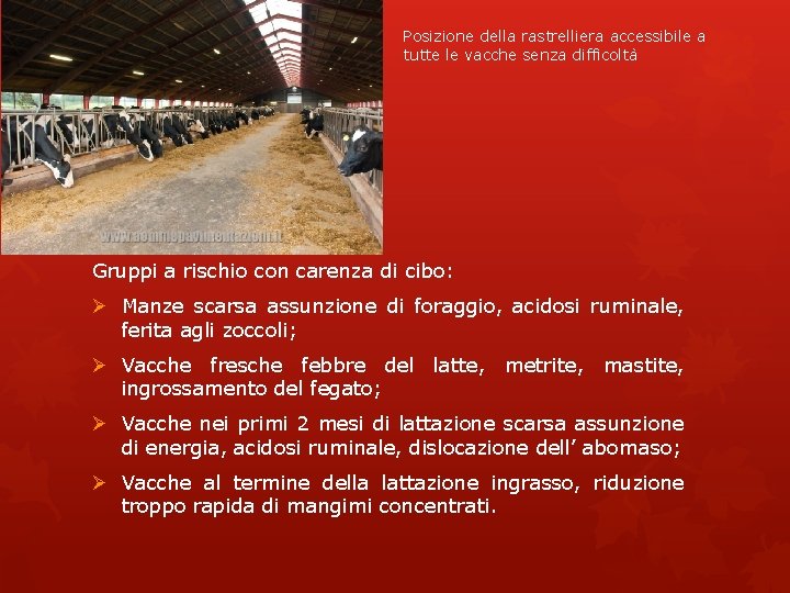 Posizione della rastrelliera accessibile a tutte le vacche senza difficoltà Gruppi a rischio con Posizione della rastrelliera accessibile a tutte le vacche senza difficoltà Gruppi a rischio con