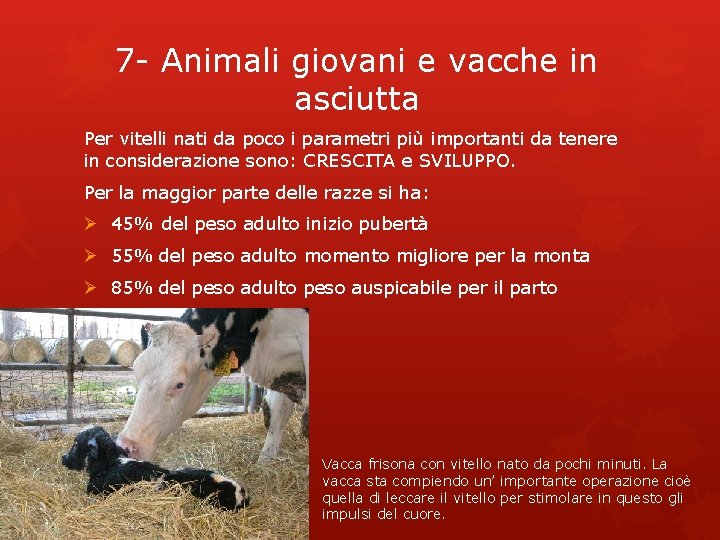 7 - Animali giovani e vacche in asciutta Per vitelli nati da poco i 7 - Animali giovani e vacche in asciutta Per vitelli nati da poco i