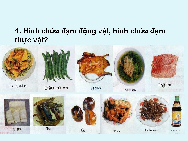 1. Hình chứa đạm động vật, hình chứa đạm thực vật? 