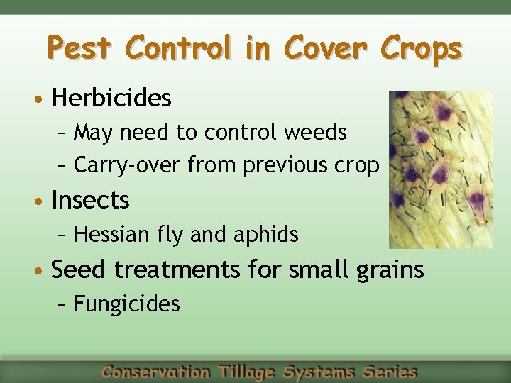 Pest Control in Cover Crops • Herbicides – May need to control weeds –