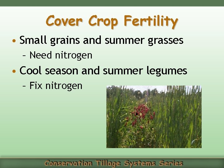 Cover Crop Fertility • Small grains and summer grasses – Need nitrogen • Cool