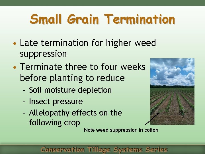 Small Grain Termination • Late termination for higher weed suppression • Terminate three to