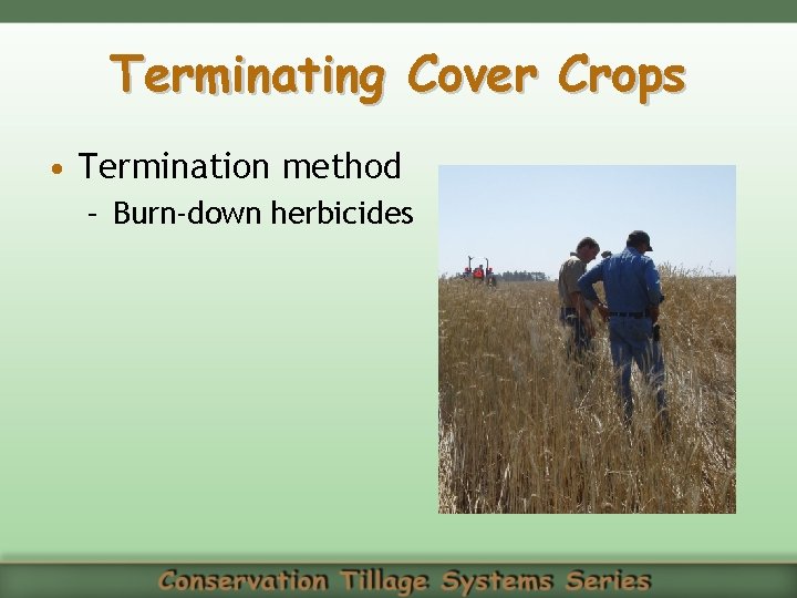 Terminating Cover Crops • Termination method – Burn-down herbicides 
