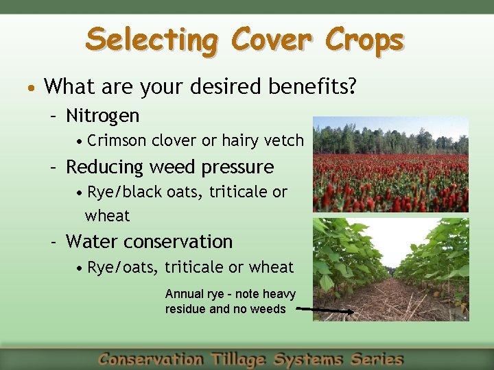 Selecting Cover Crops • What are your desired benefits? – Nitrogen • Crimson clover