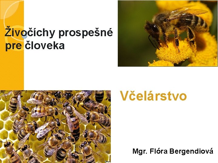 Živočíchy prospešné pre človeka Včelárstvo Mgr. Flóra Bergendiová 