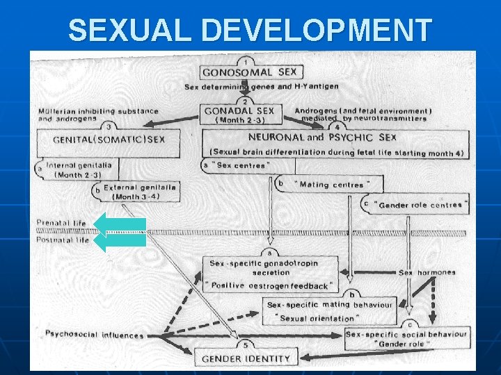 SEXUAL DEVELOPMENT SEXUAL DEVELOPMENT