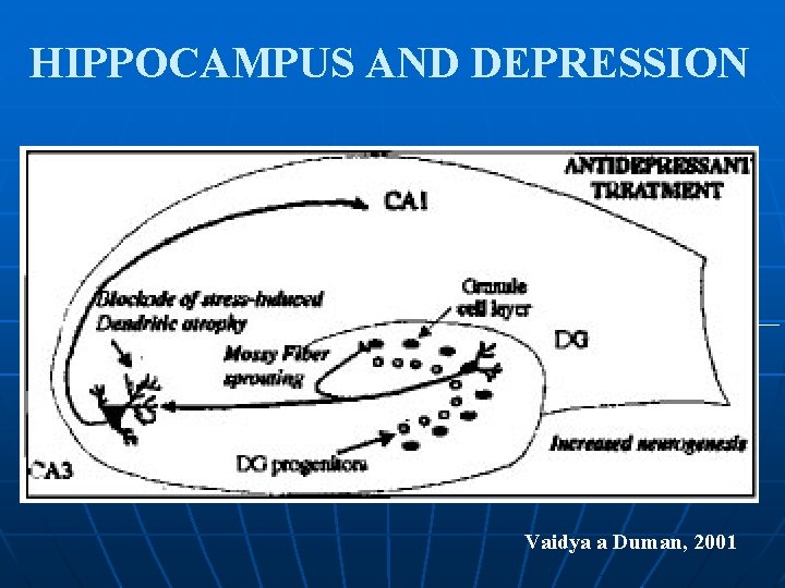 HIPPOCAMPUS AND DEPRESSION Vaidya a Duman, 2001 HIPPOCAMPUS AND DEPRESSION Vaidya a Duman, 2001