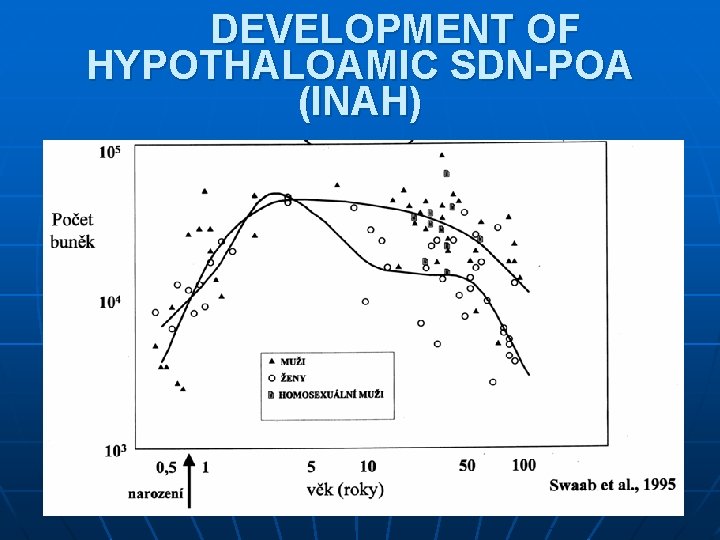 DEVELOPMENT OF HYPOTHALOAMIC SDN-POA (INAH) DEVELOPMENT OF HYPOTHALOAMIC SDN-POA (INAH)