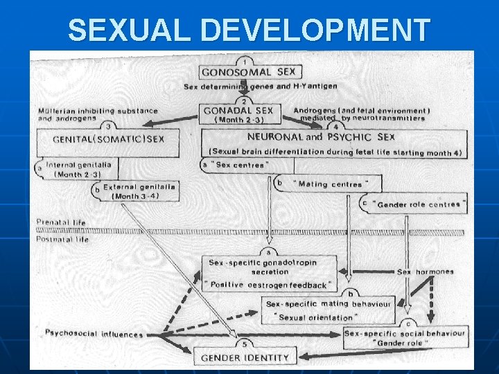 SEXUAL DEVELOPMENT SEXUAL DEVELOPMENT