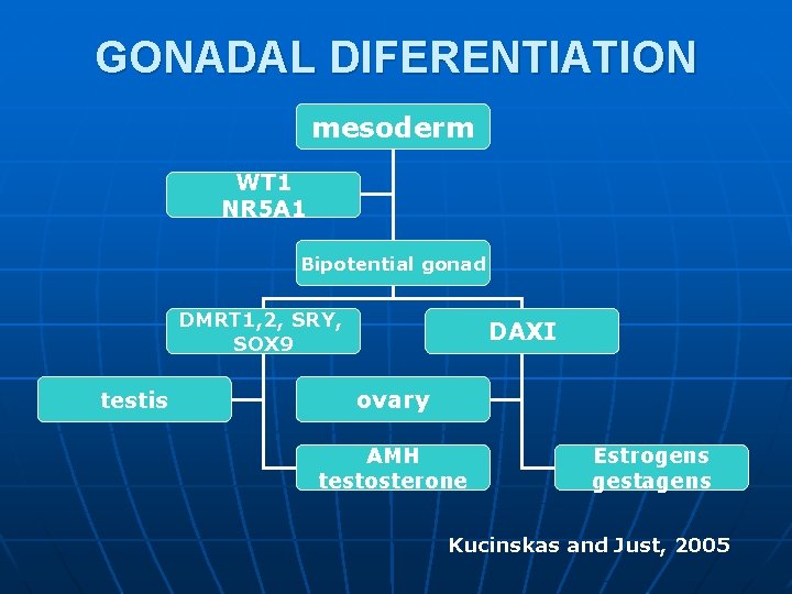 GONADAL DIFERENTIATION mesoderm WT 1 NR 5 A 1 Bipotential gonad DMRT 1, 2, GONADAL DIFERENTIATION mesoderm WT 1 NR 5 A 1 Bipotential gonad DMRT 1, 2,
