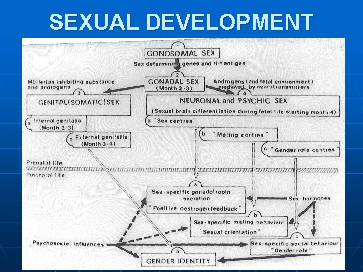 SEXUAL DEVELOPMENT SEXUAL DEVELOPMENT
