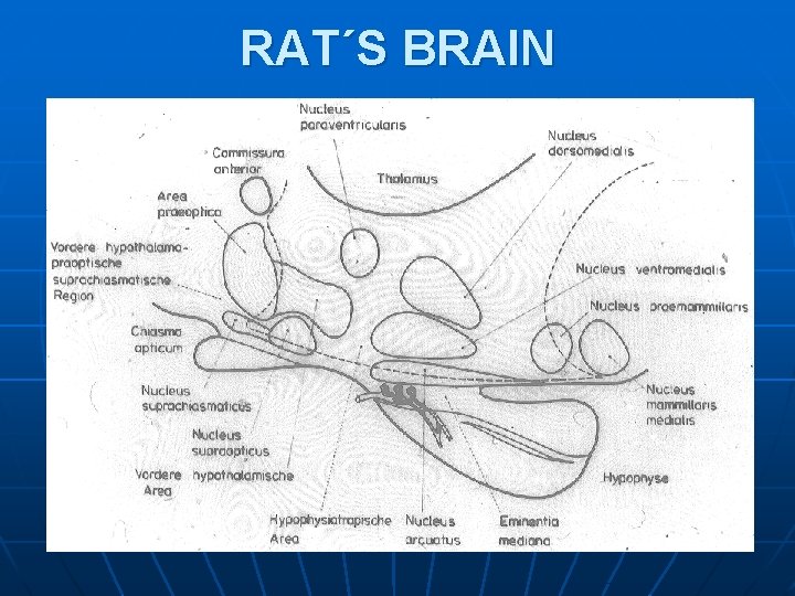 RAT´S BRAIN RAT´S BRAIN