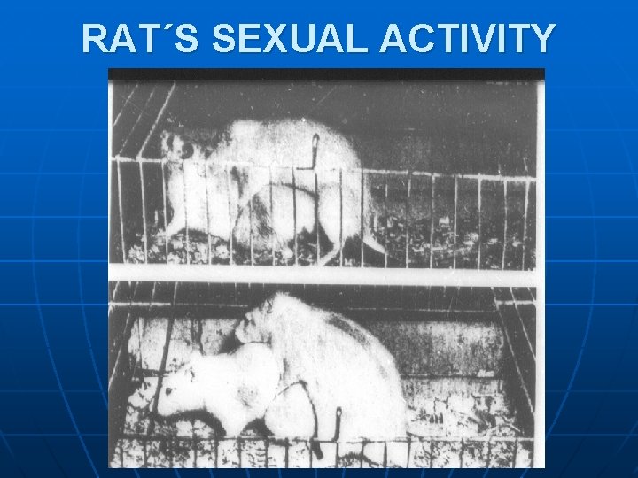 RAT´S SEXUAL ACTIVITY RAT´S SEXUAL ACTIVITY